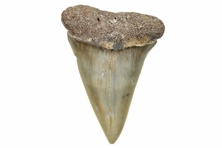 Fossil Broad-Toothed Mako Shark Tooth - North Carolina #272974